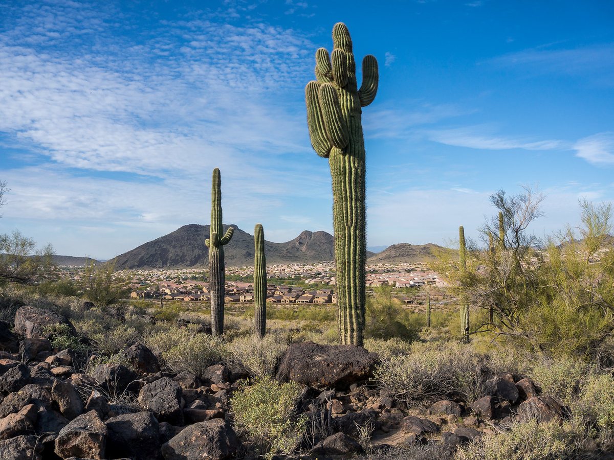 Saguaros on the rocky slopes of Deem Hills, next to Stetson Valley in north Phoenix